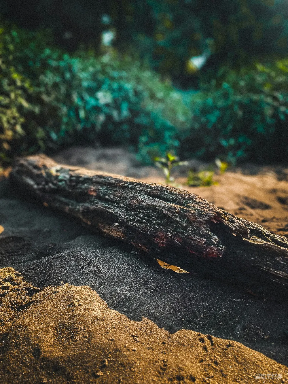 高清摄影  地上的一根原木