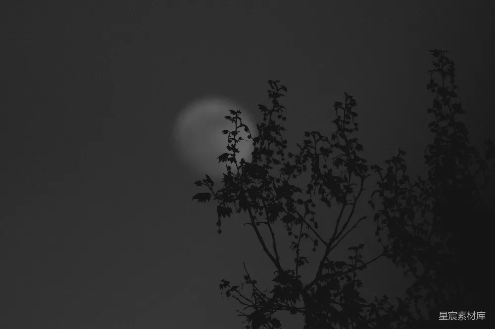 满月挂在被树干剪影衬托的夜空之中。