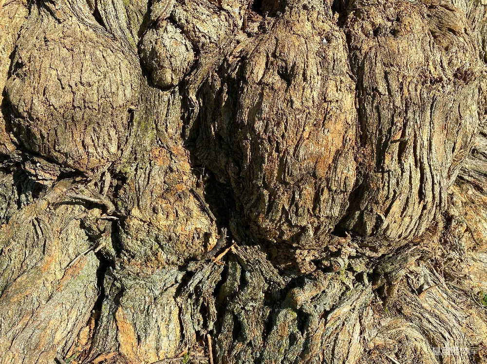 高清摄影  一棵树干的特写图