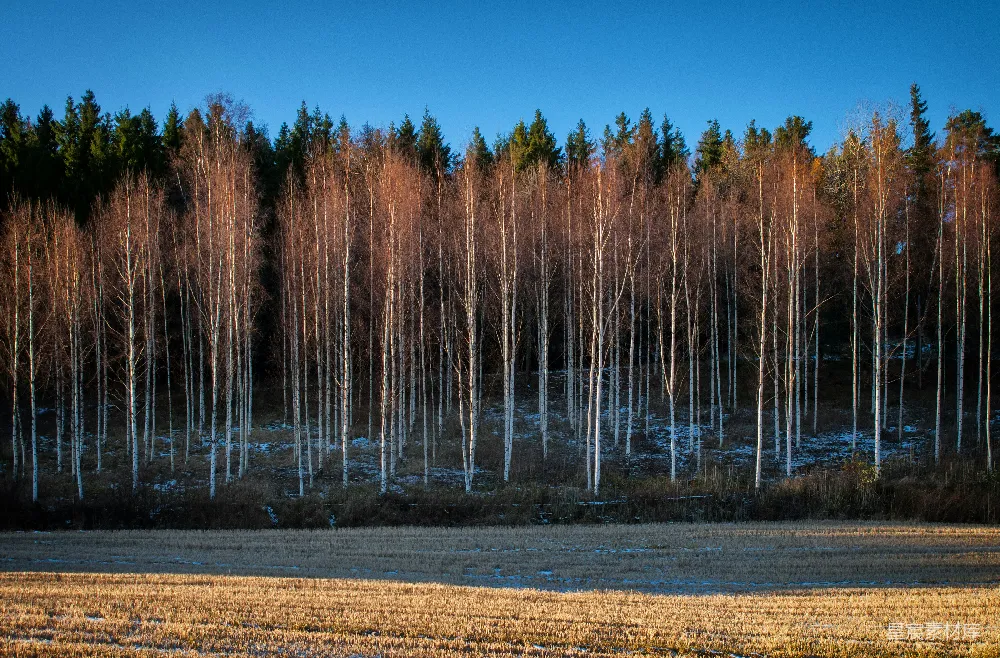 高清摄影  灰树靠近开阔的田野