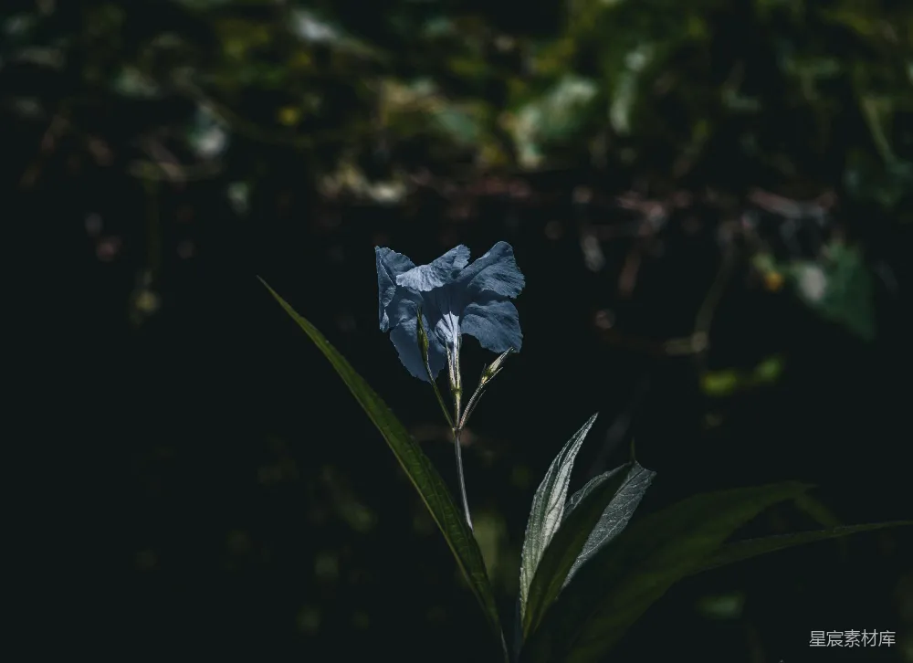 暗处有一朵蓝花正在生长。