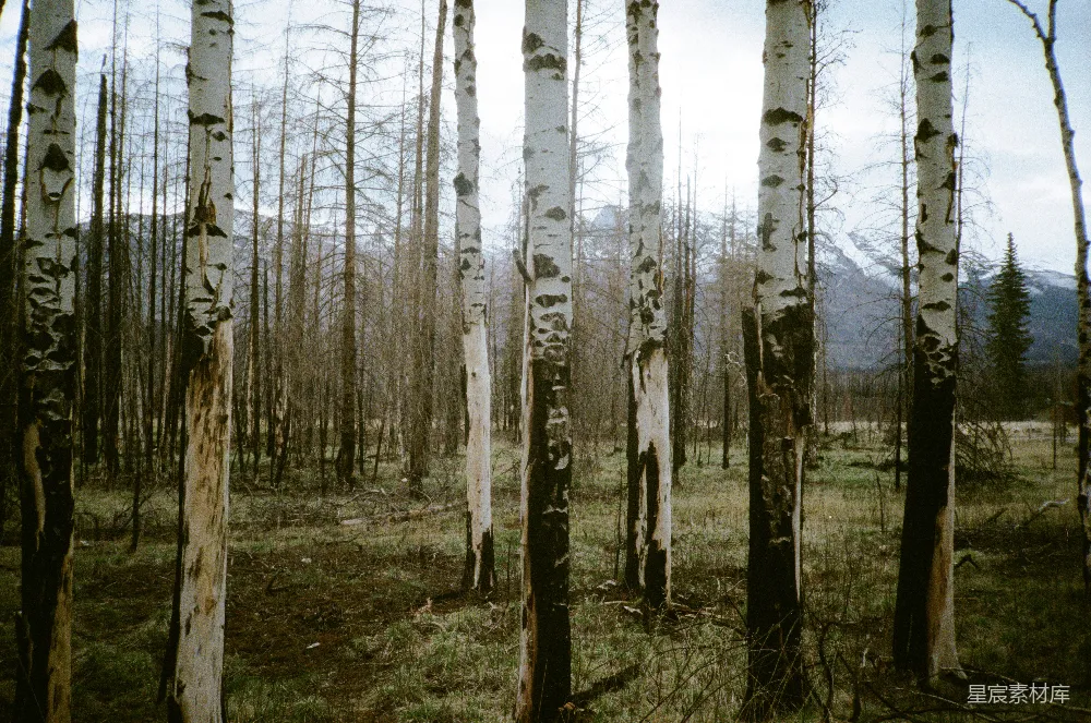 高清摄影 壁纸 自然 旅行 乐观 电影 一片森林中，背景是山脉，前景是桦树。