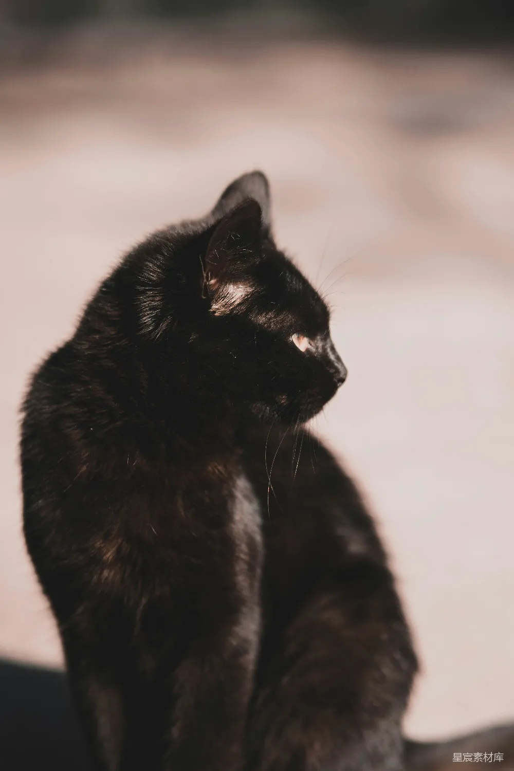 一只黑猫坐在桌子上。