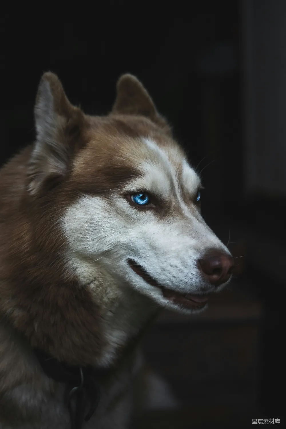 棕色和白色的西伯利亚雪橇犬近距离照片