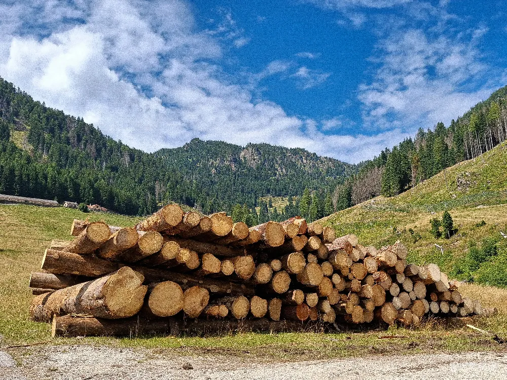 高清摄影  山上森林景观中的锯伐原木堆