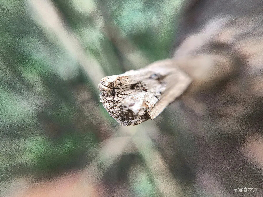 高清摄影  特写镜头下的枯树枝，背景模糊，呈现出淡淡的绿色。