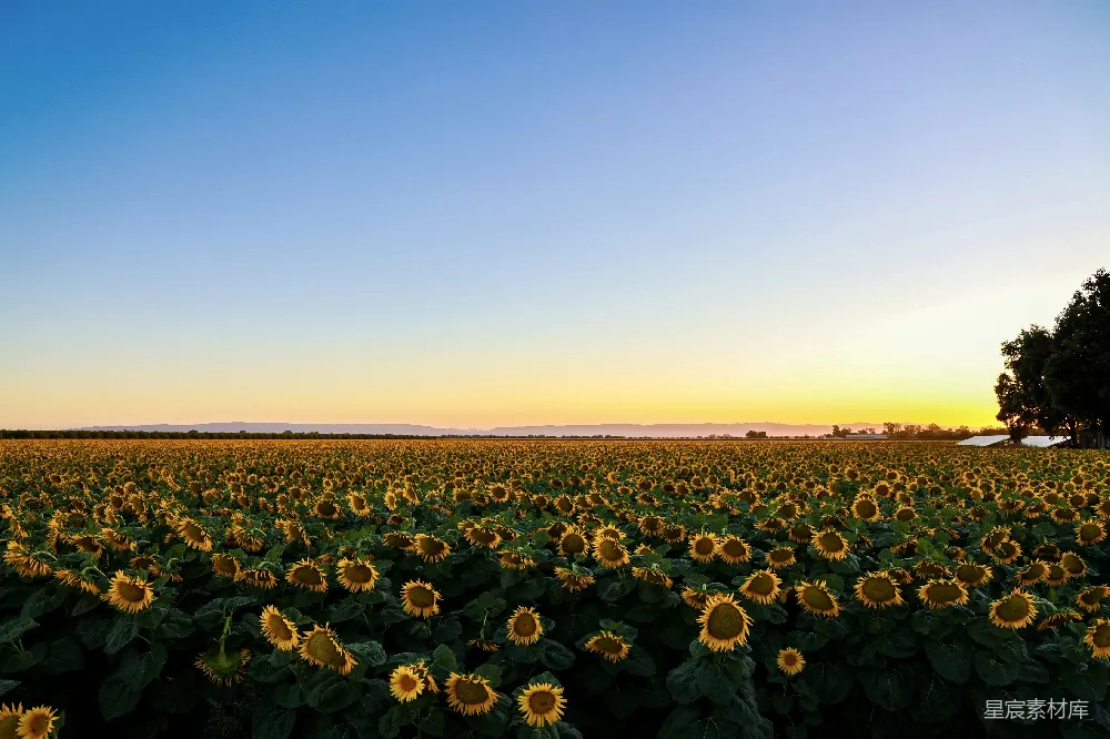 高清摄影  夕阳下的绿色植物田地