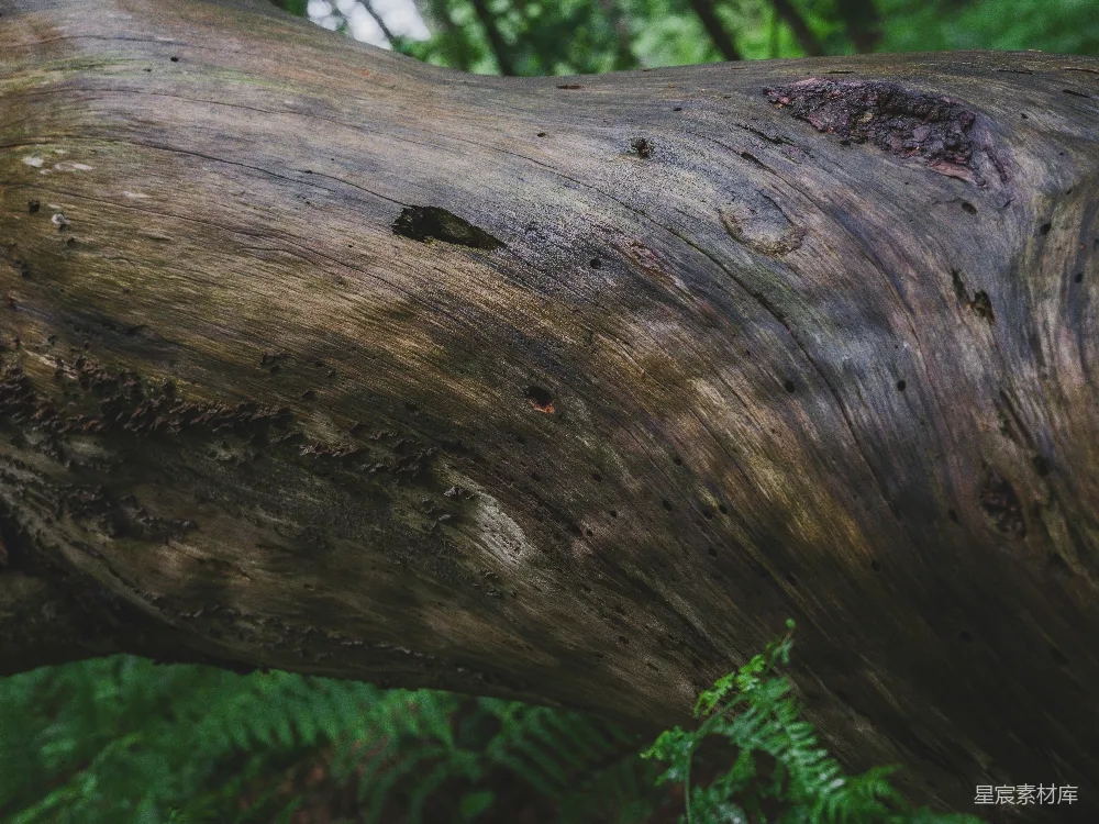 高清摄影 自然 森林中的一棵黑色的、风化的树干。