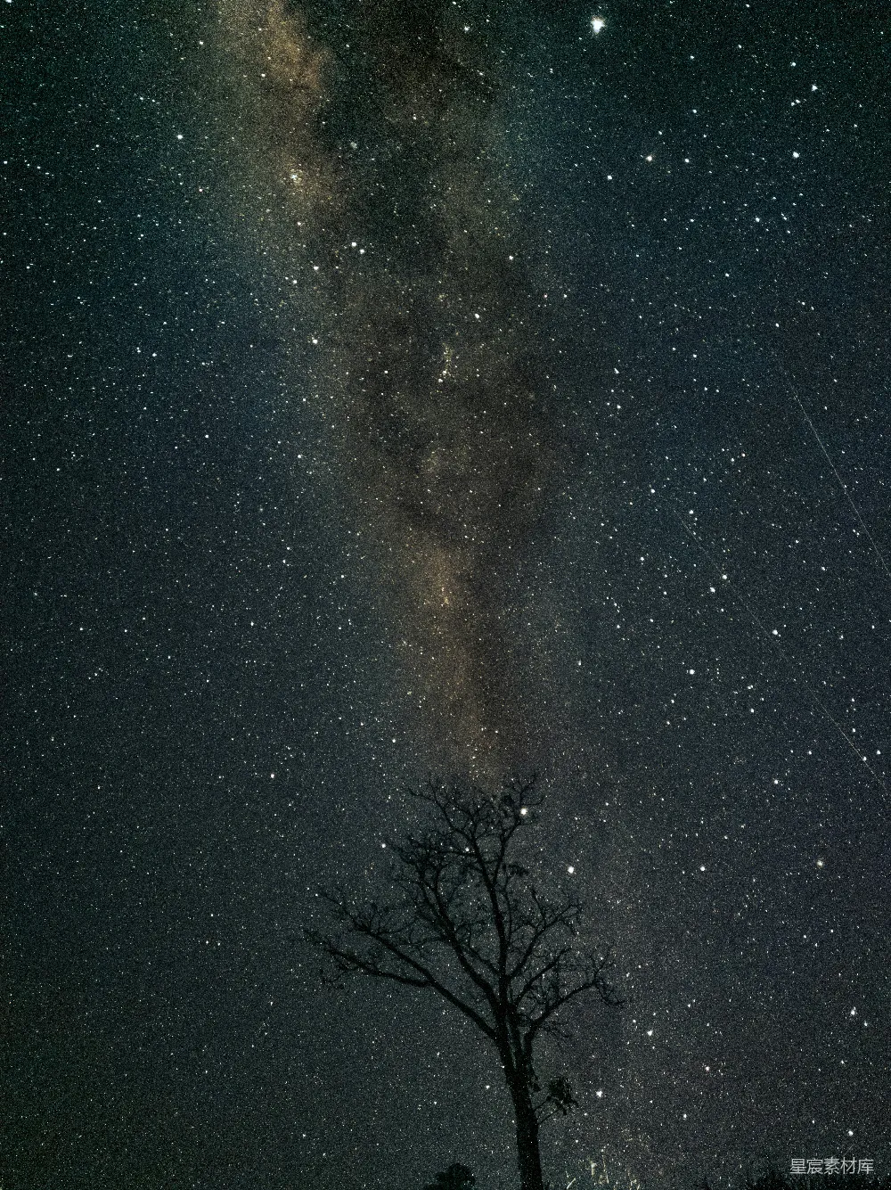 天上长满星星的树