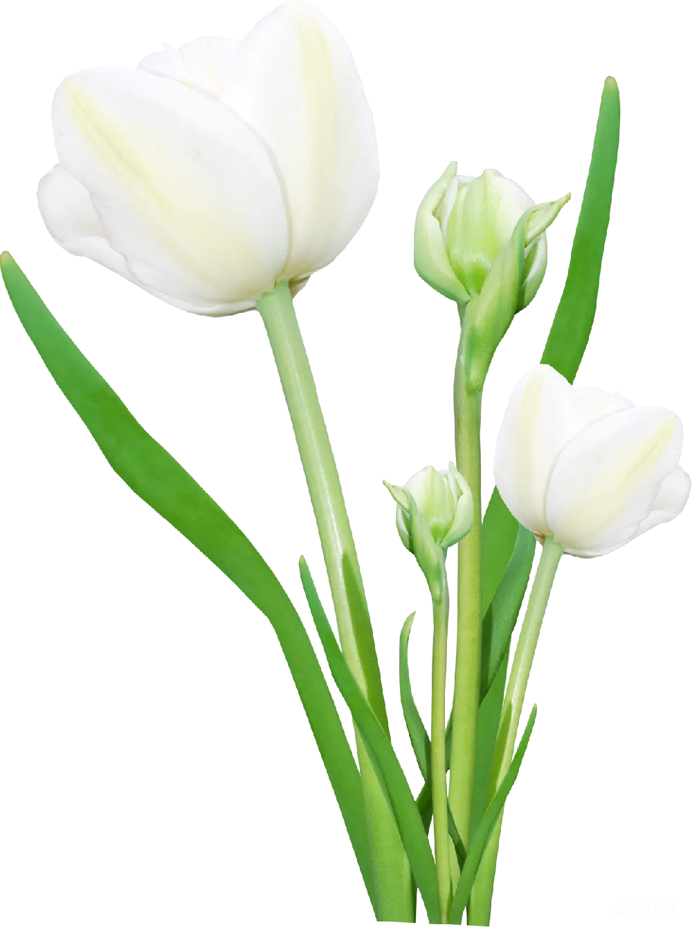 元素素材 元素 花束