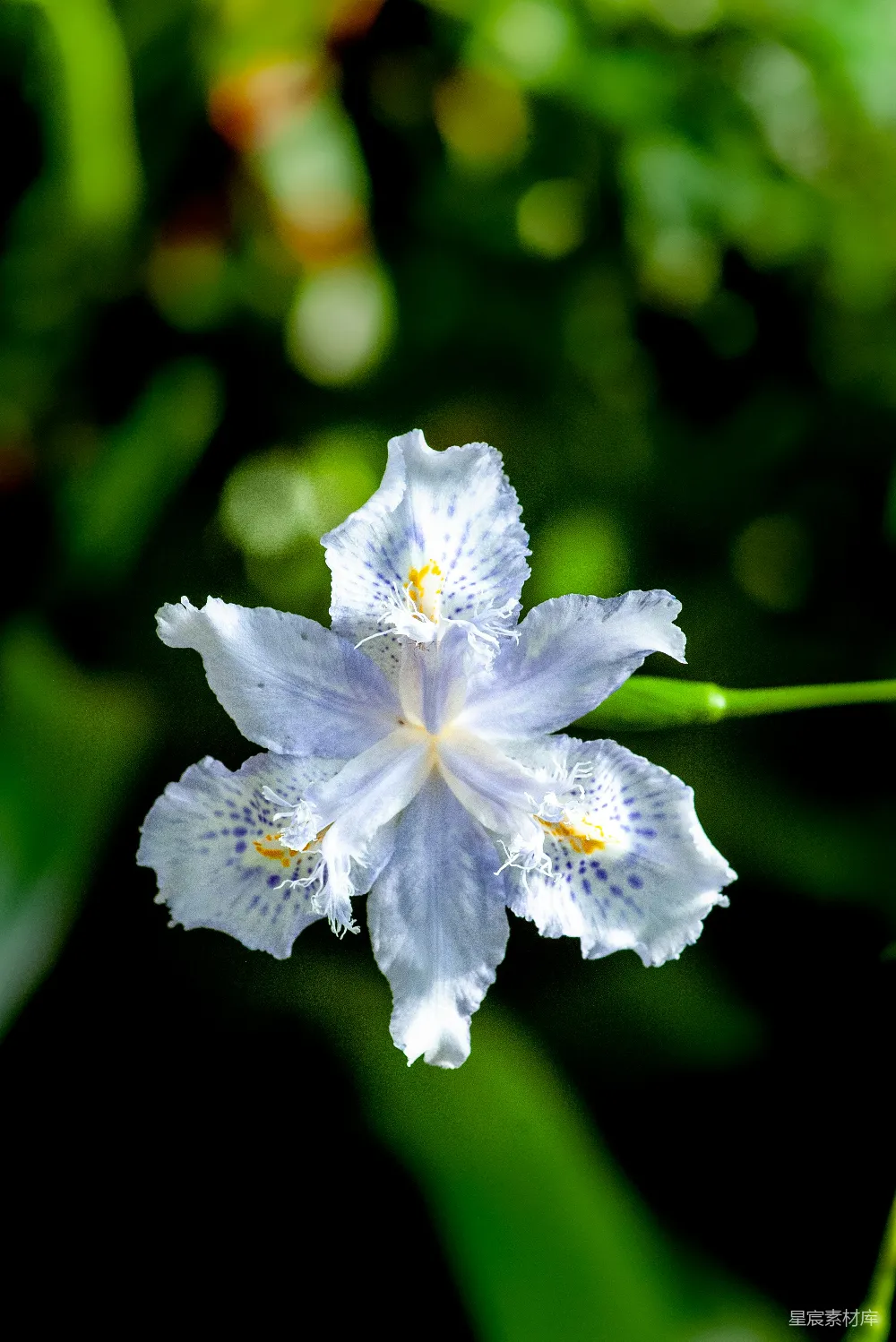 一朵白色和蓝色的花坐在一片繁茂绿色的田野上