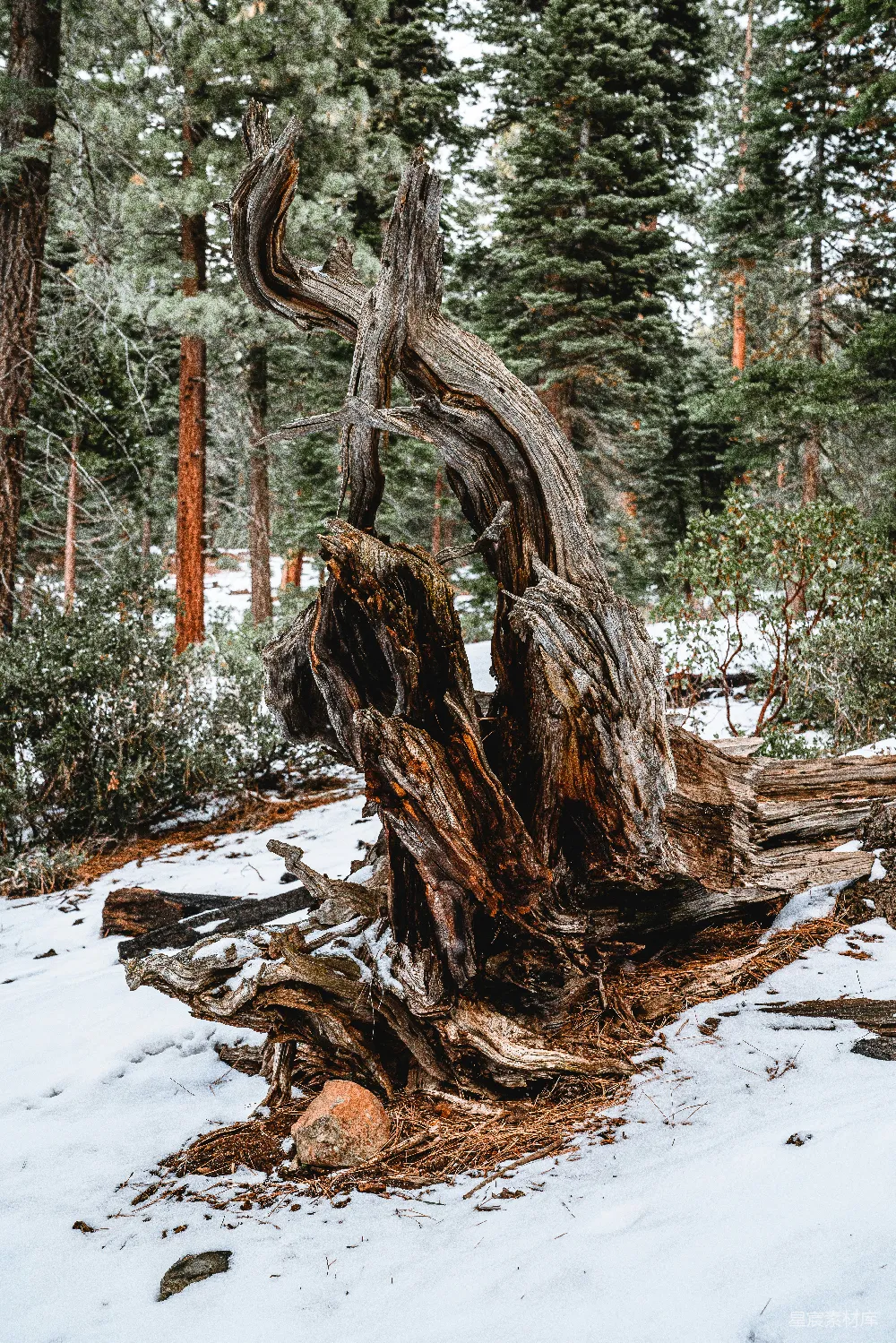 高清摄影  棕色的树干在积雪覆盖的地面上