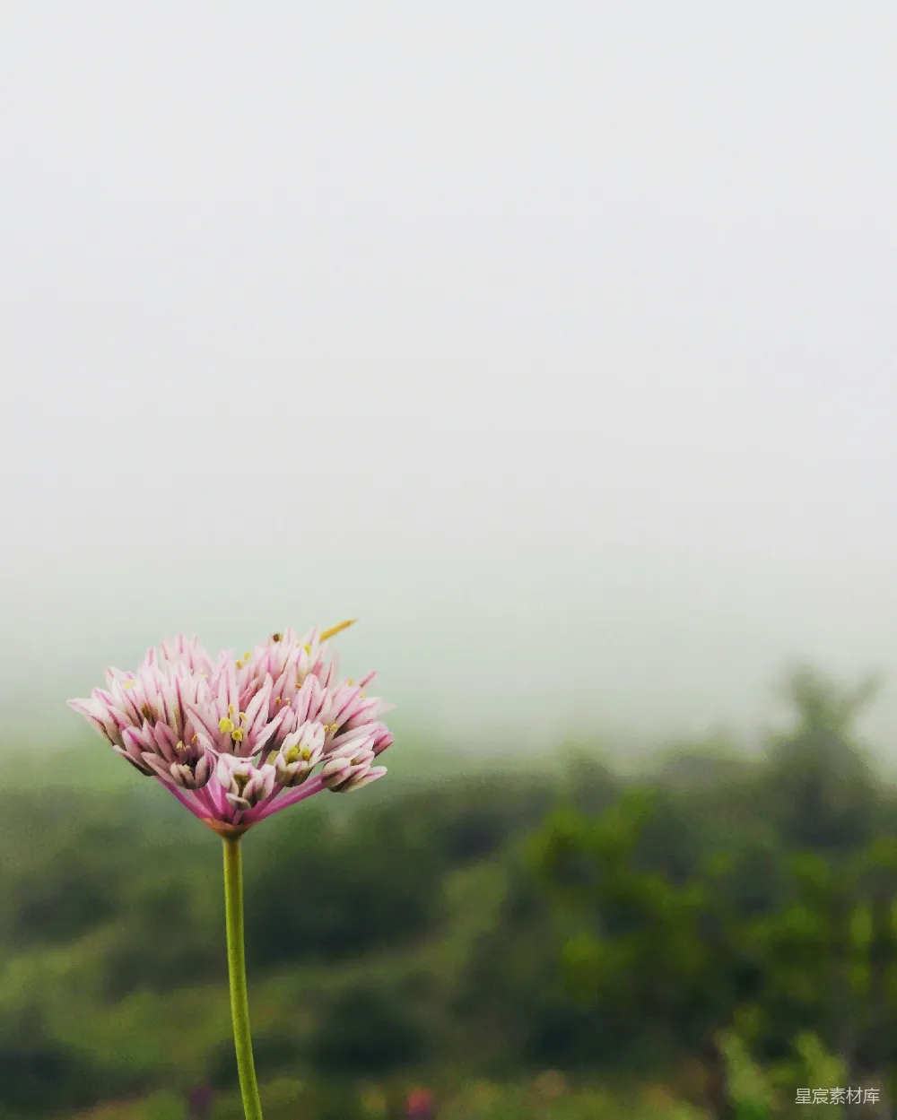 一朵粉色的花，背景模糊。