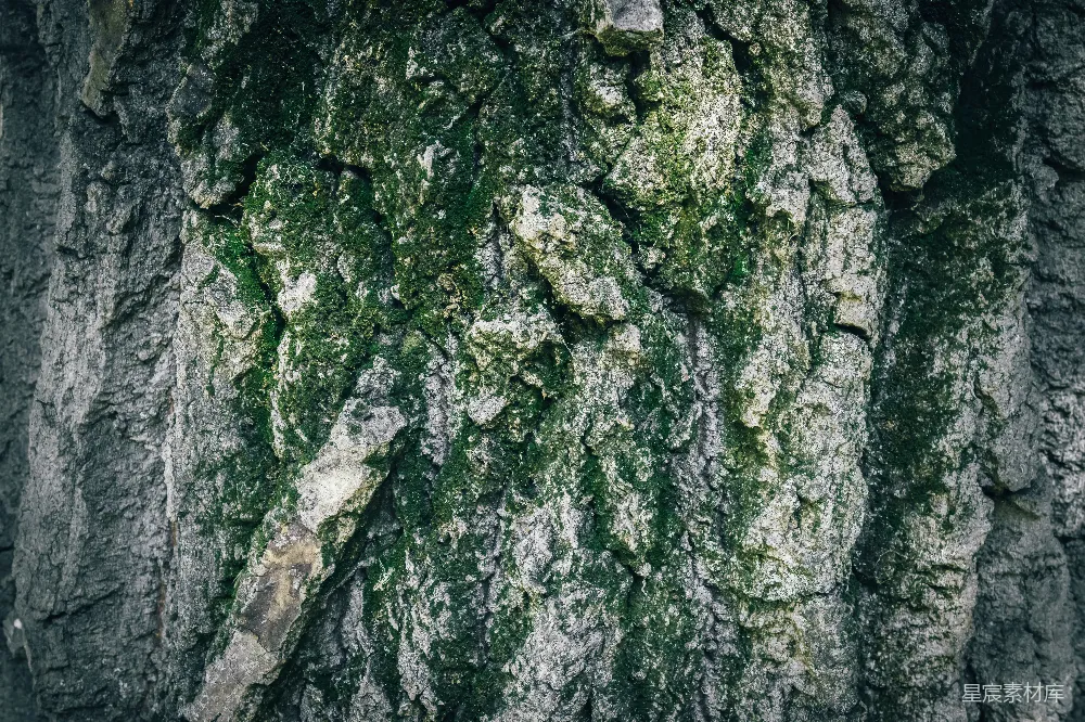 高清摄影  粗糙的树皮上有斑块状的青苔