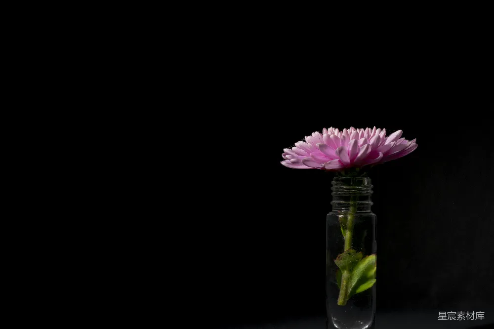 桌上有玻璃花瓶里的一朵粉红色花朵。