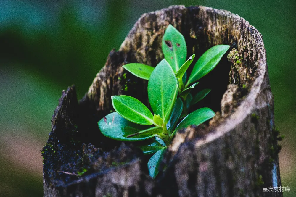 高清摄影  一只青蛙在树枝上