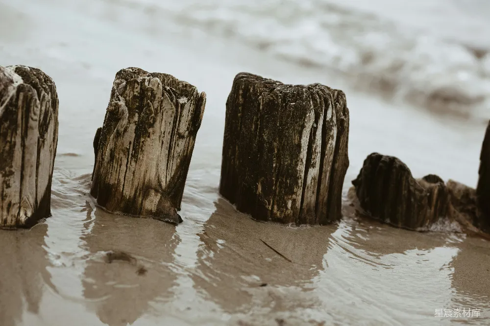 高清摄影  在岸边的特写照片