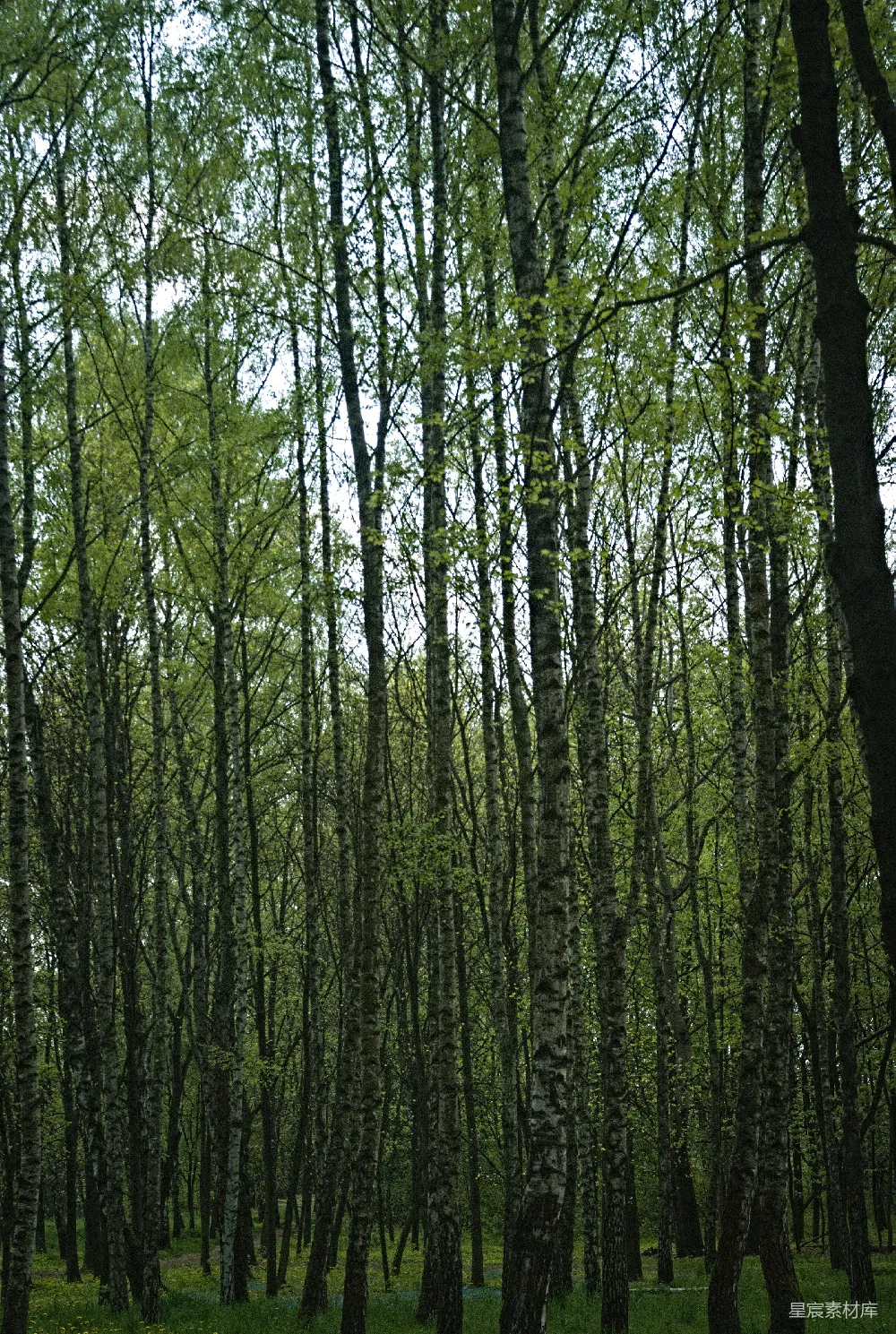 高清摄影  一片高大的树木森林