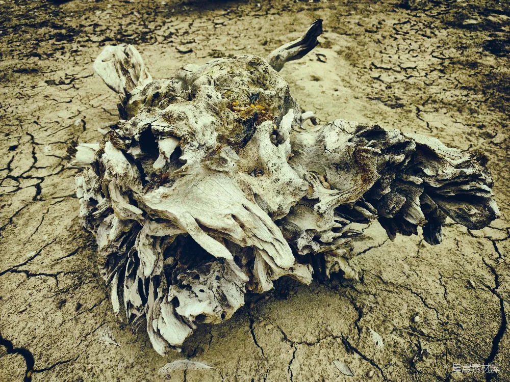 高清摄影 自然 白色和棕色的抽象画