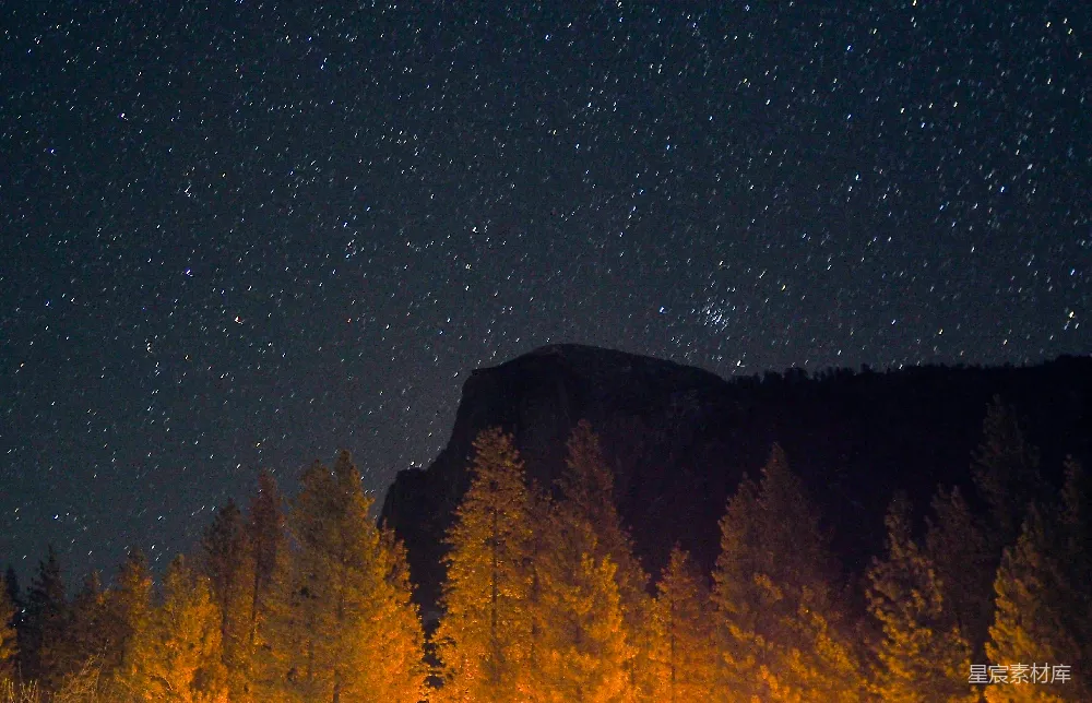 星夜下的绿松树