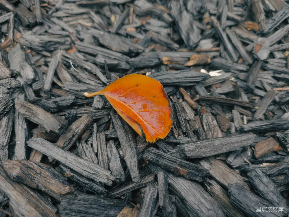 高清摄影  一片橙色的树叶躺在一堆木屑上