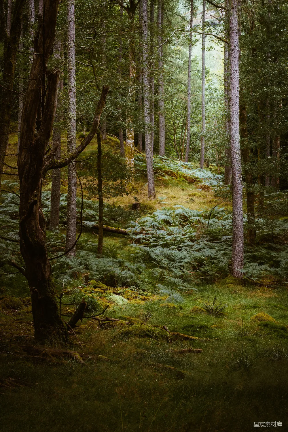 在湖区中央的一片林地，我偶然发现了这个场景。当我看到远处透过树木的光线时，就知道它有话要说——那就是宁静。
