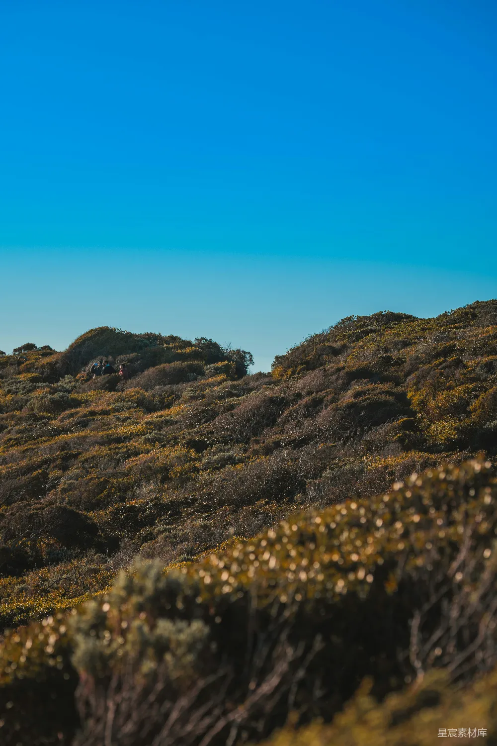 黄花的小山峰