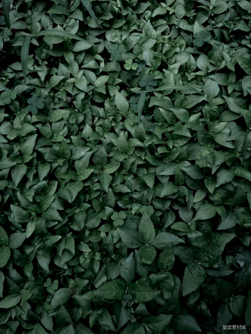 一束绿植物的特写镜头