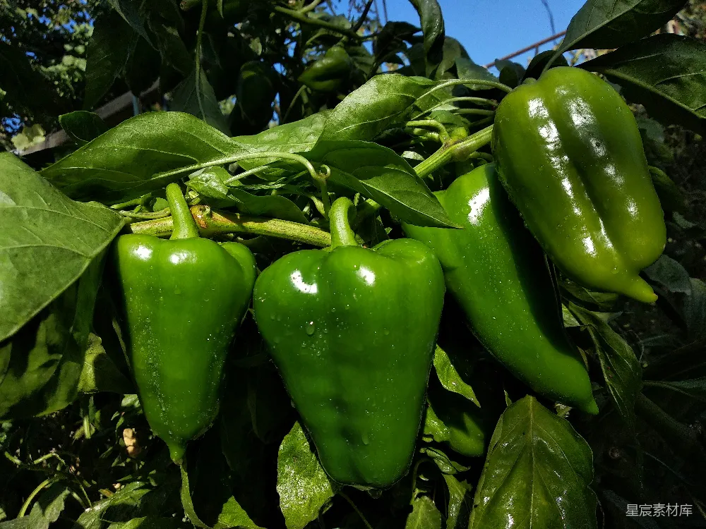 一篮子青辣椒挂在植物上