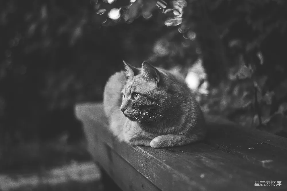 猫躺在树旁的木头轨道上拍摄的黑白照片