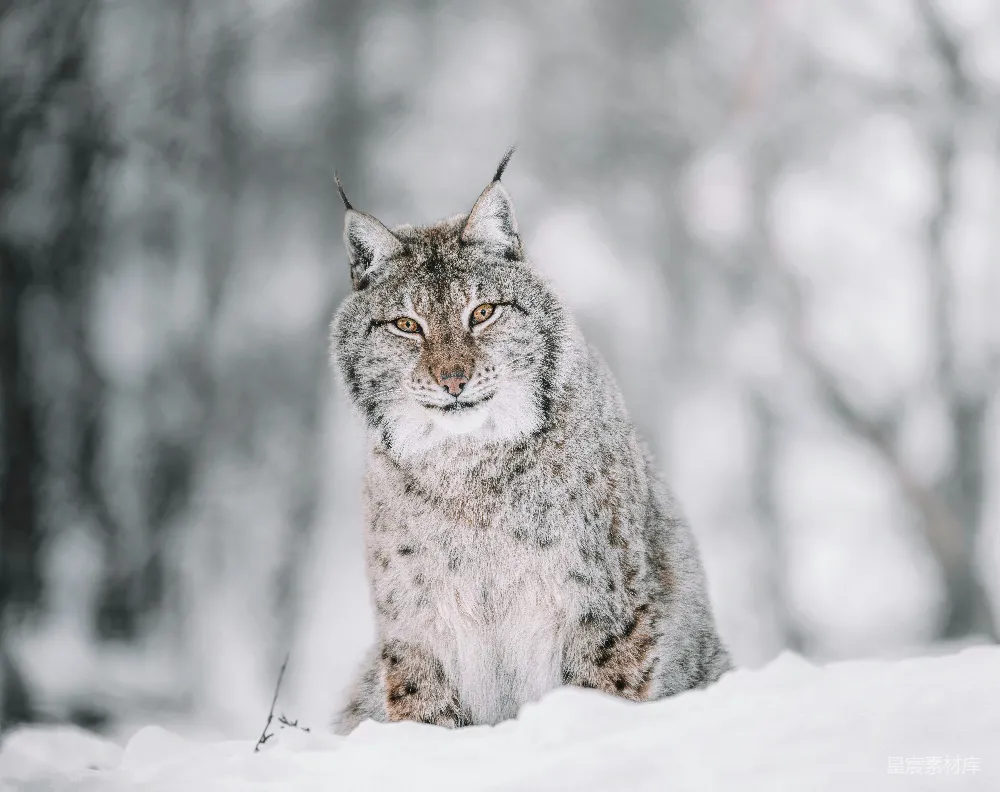 棕色和黑色的猫在覆有白雪的地面上