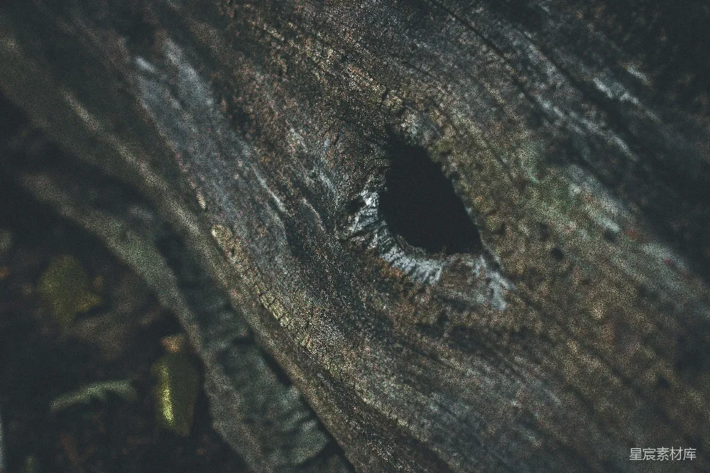 高清摄影  一块有洞的木头