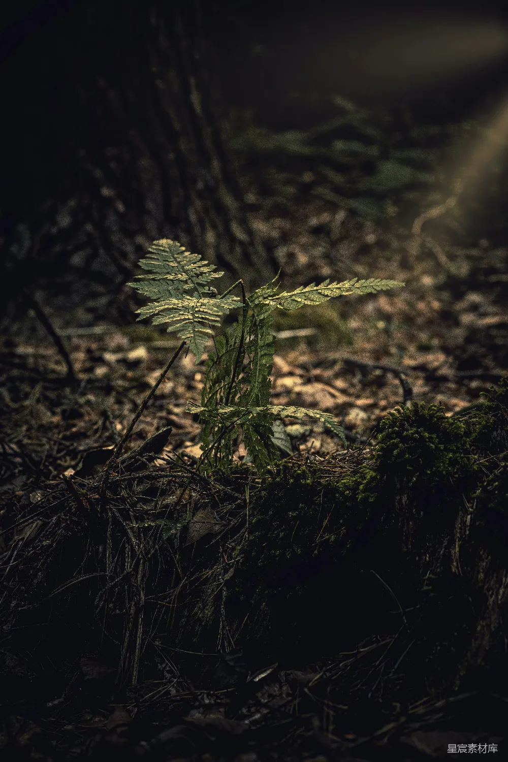 高清摄影 自然 近距离拍摄的绿叶植物