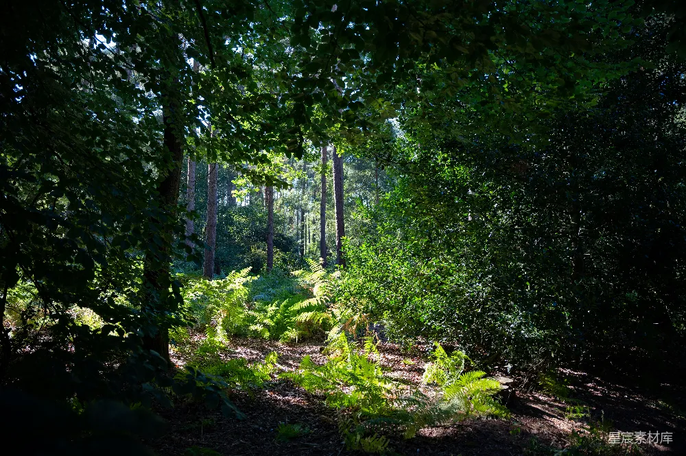高清摄影  一片森林中的树木