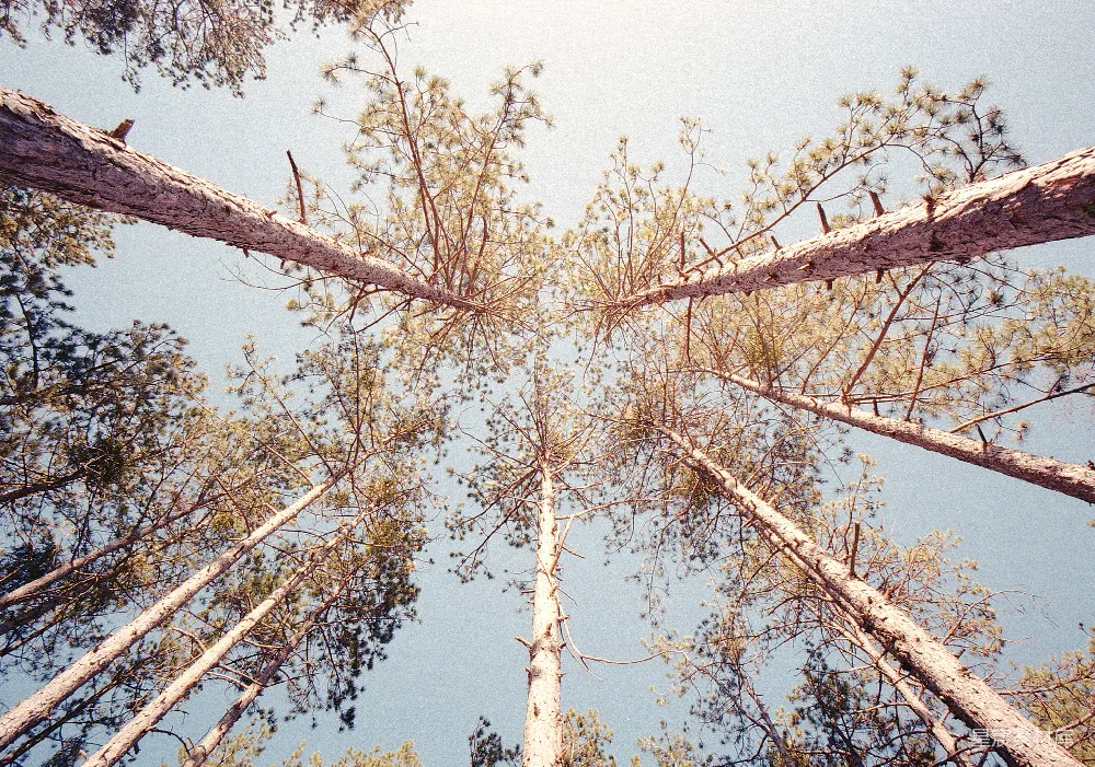 高清摄影  仰望高大的松树，看向天空