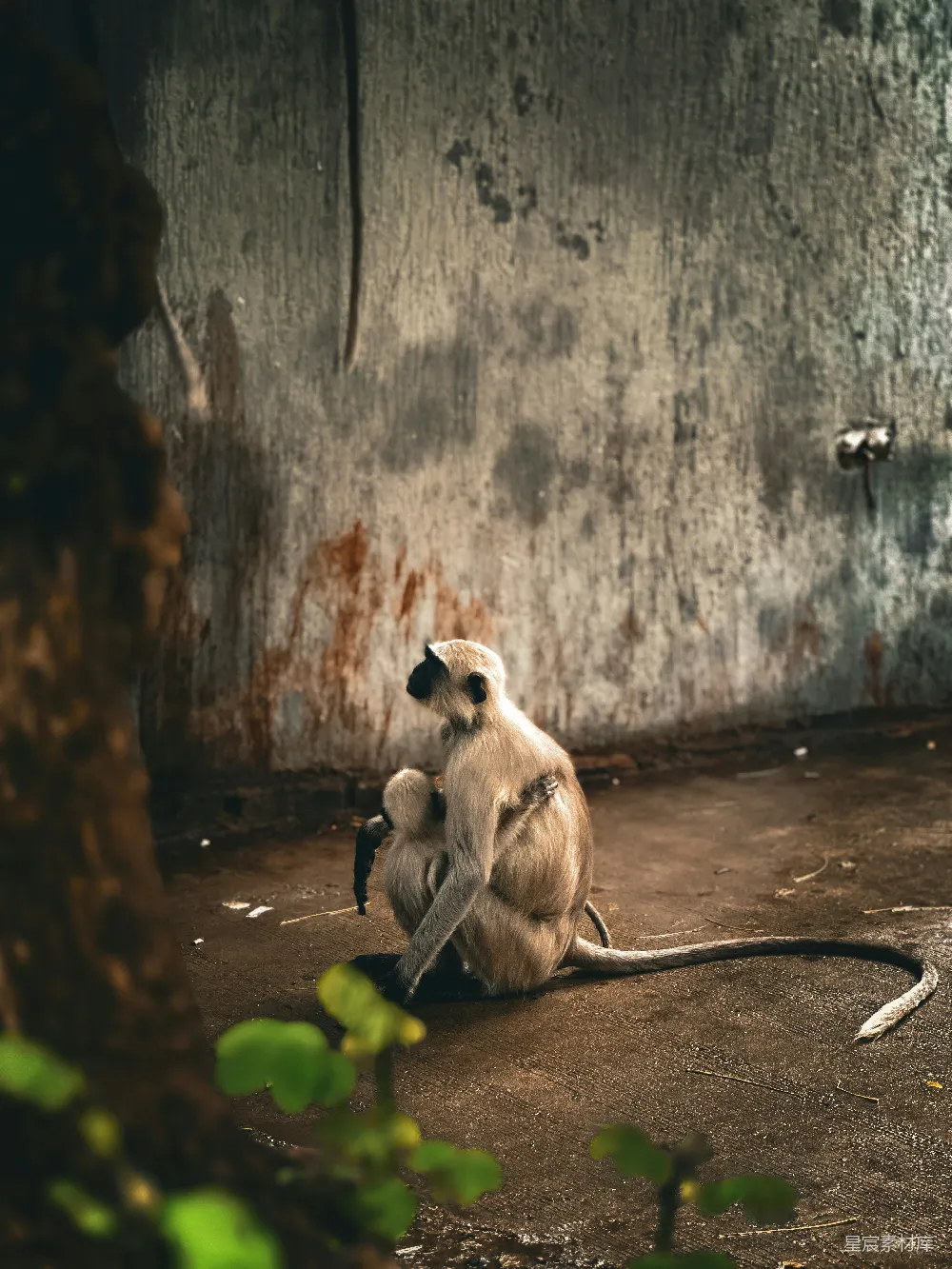 地上的猴子在房间中。