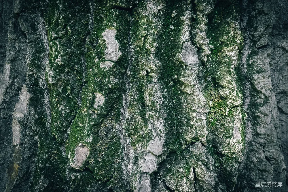 高清摄影  树皮上长着的苔藓特写