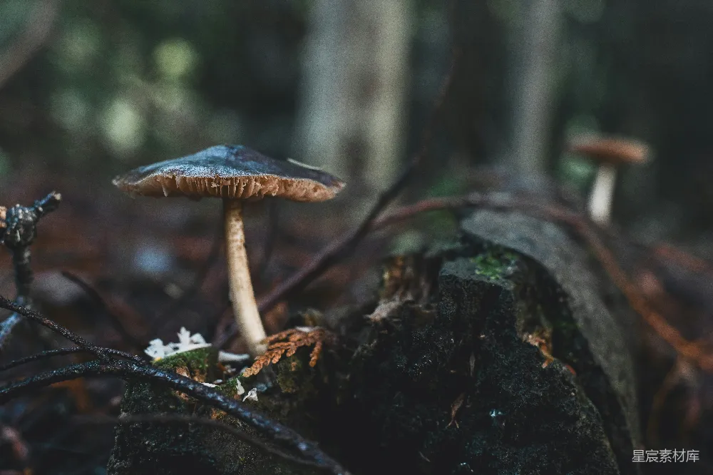 高清摄影  一根苔藓覆盖的树干上长出一朵蘑菇。
