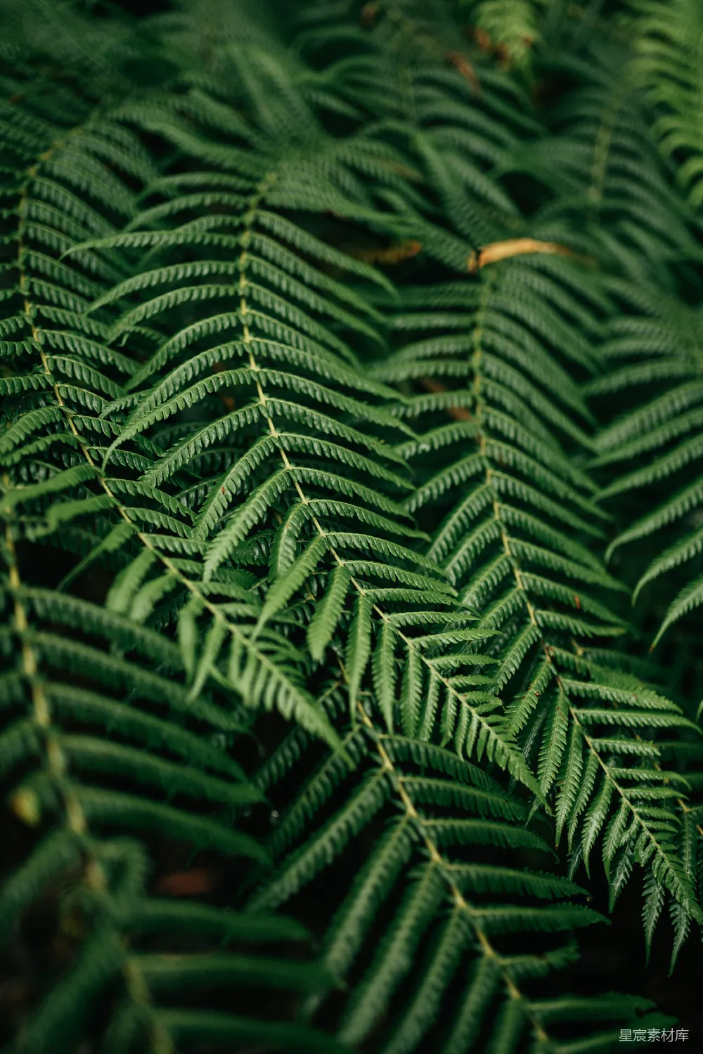 高清摄影  绿色植物