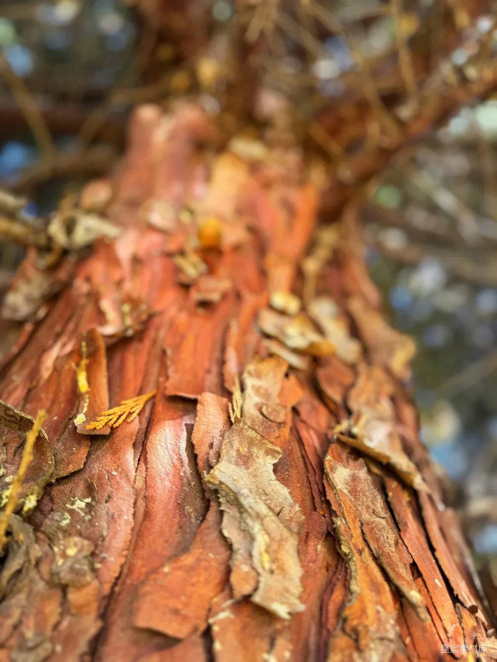 高清摄影  一张树干的特写照片