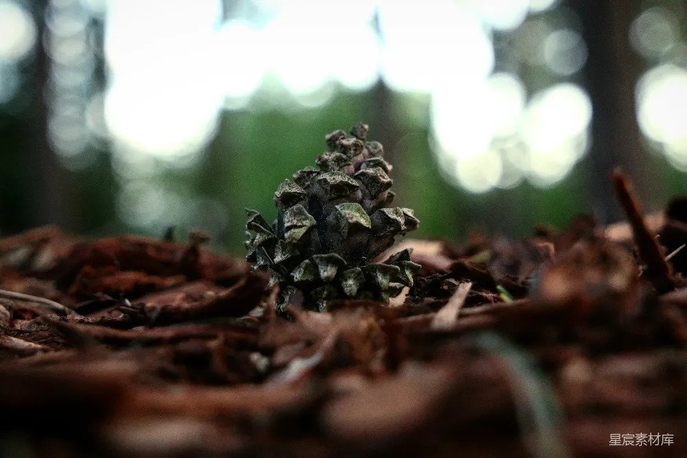高清摄影  灰色松果的特写摄影