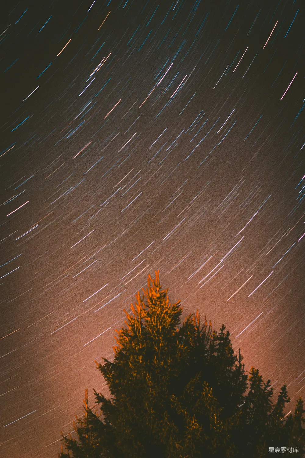 星空下的松树轮廓。