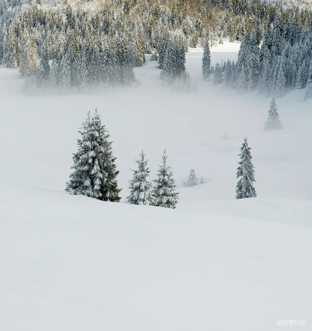 覆盖着白雪的山峦，前景有树木。