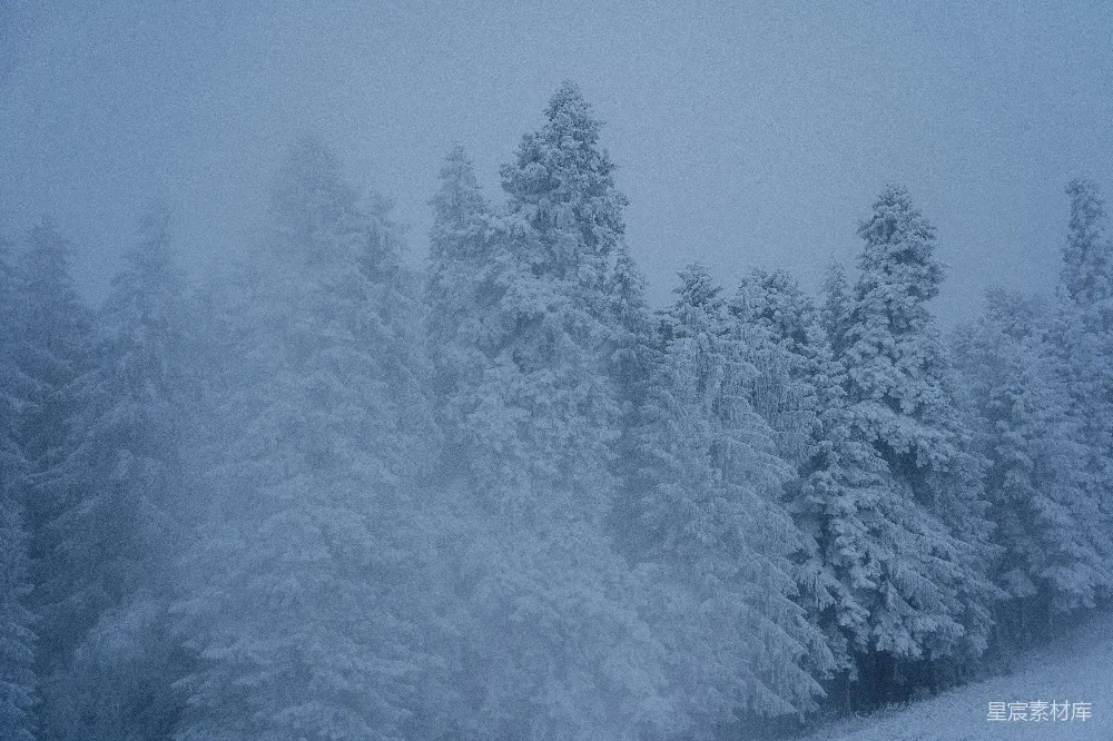 覆盖着白雪的森林里有许多树木