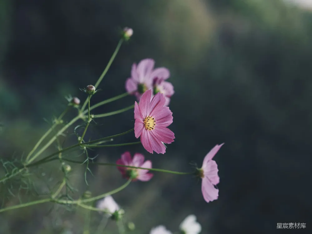 一束粉色的花瓶花