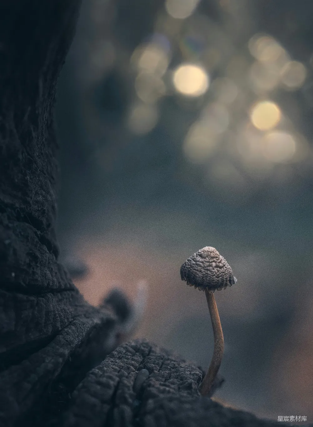 高清摄影 自然 一株小蘑菇坐落在树枝的顶端