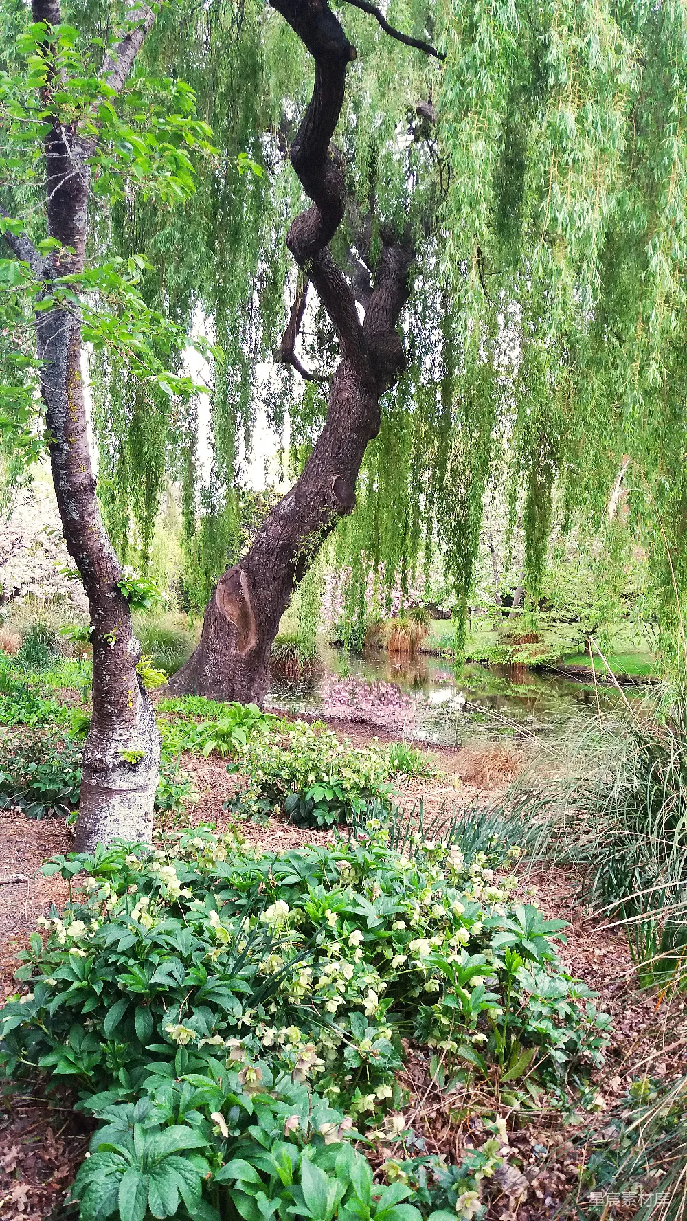 高清摄影  棕色的树干在白天的绿草上