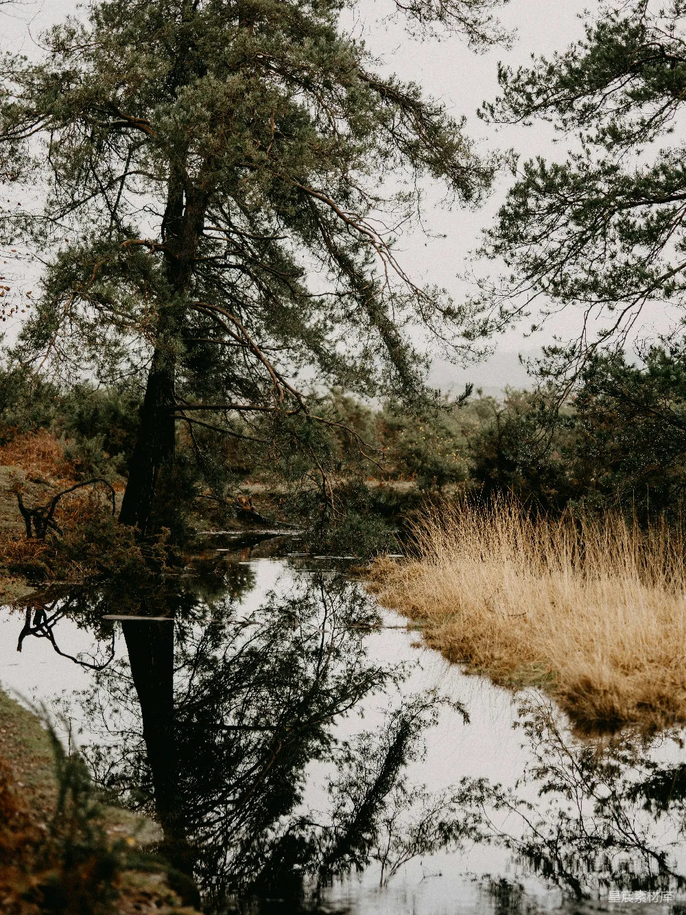 高清摄影  白天河边的棕色草地
