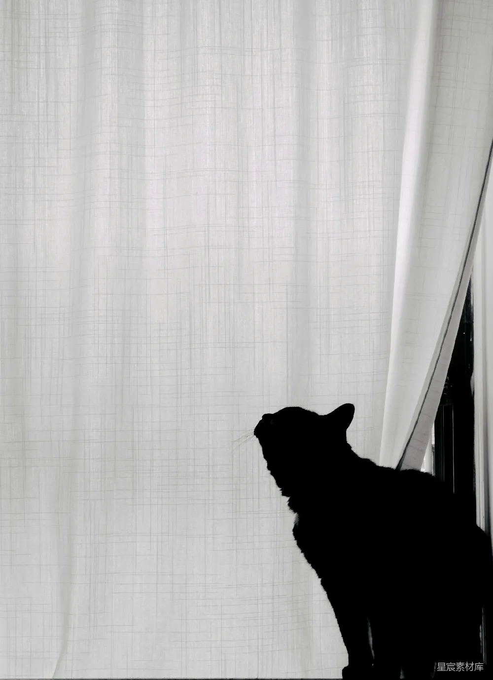黑猫轮廓映衬在白色窗帘上