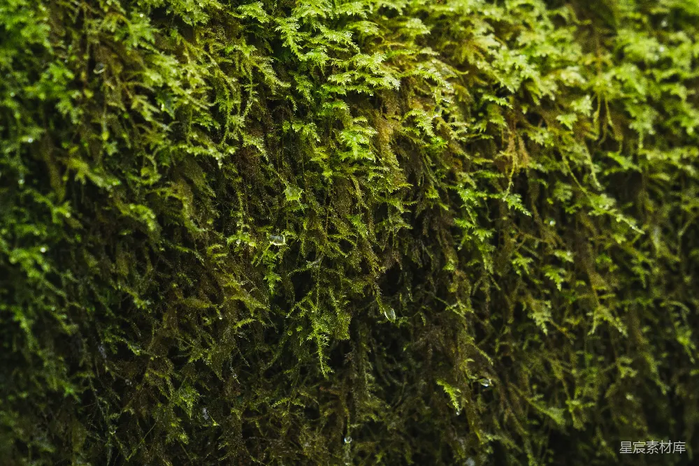 高清摄影  绿叶植物